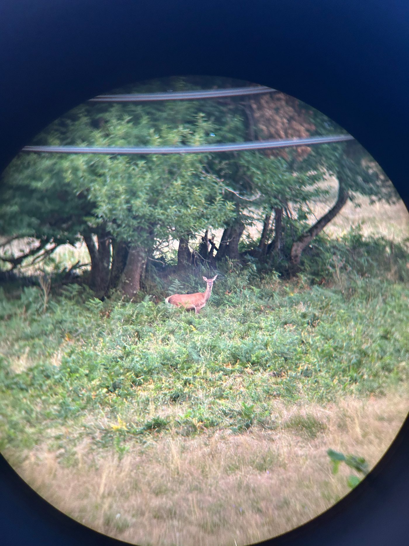Biche Ariège