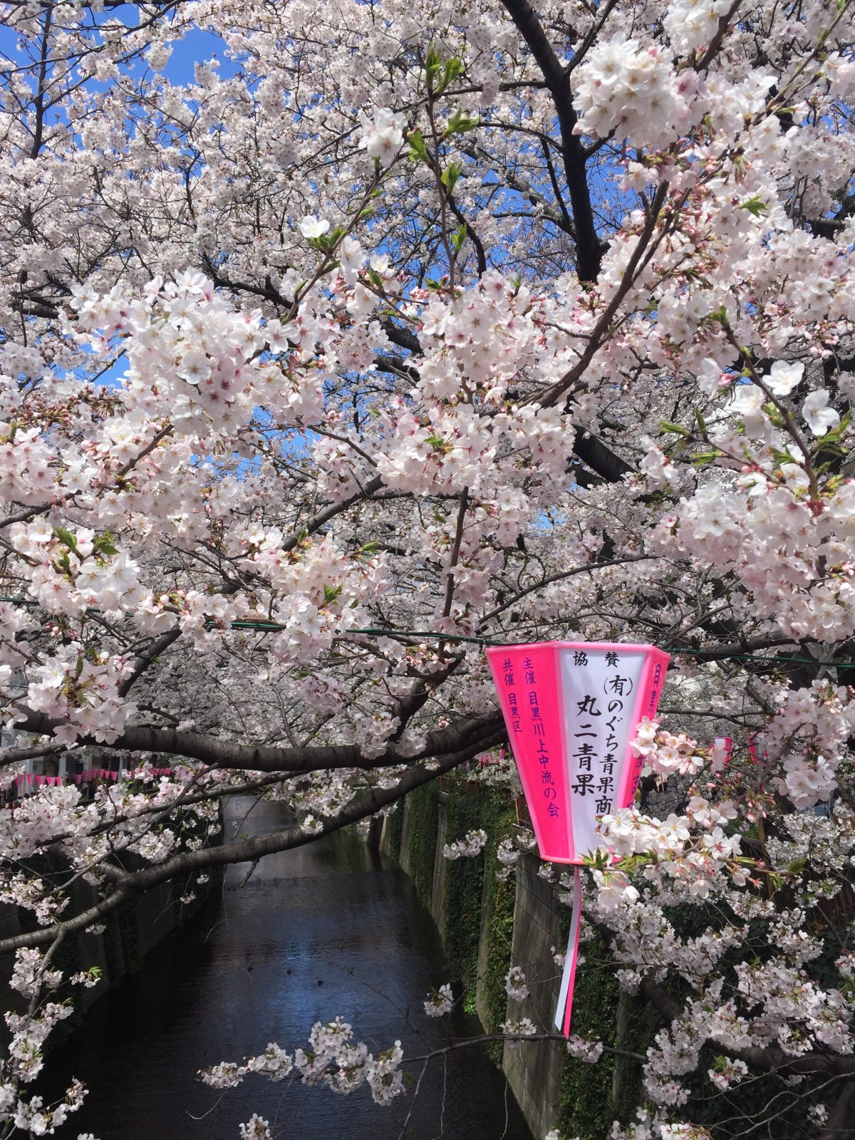 Sakura japon