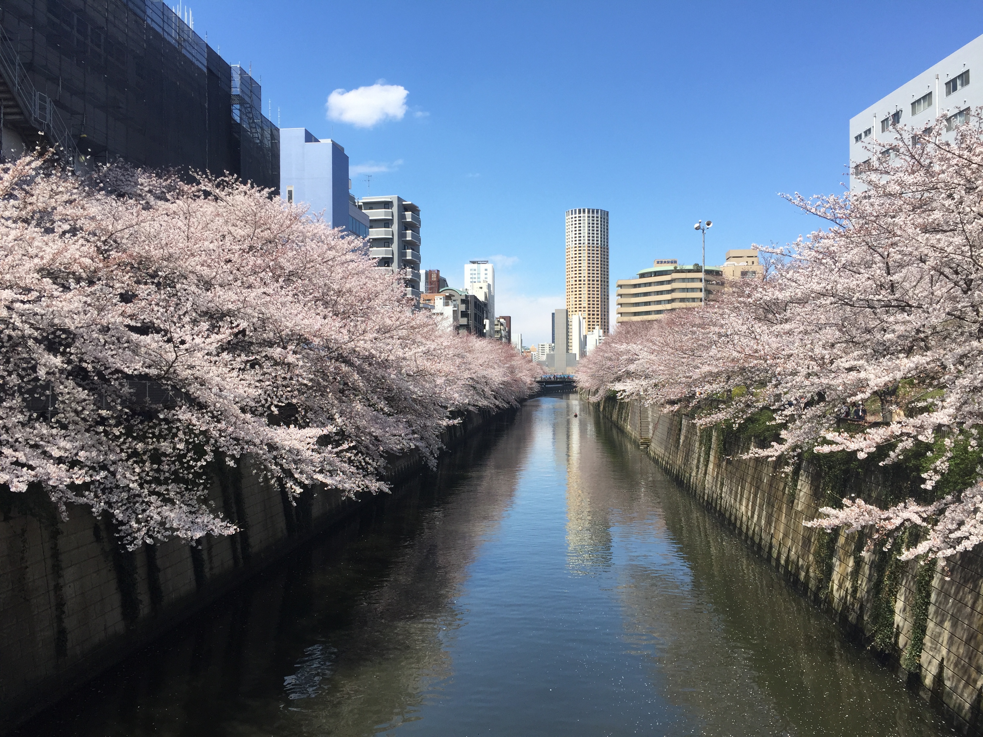 sakura tokyo