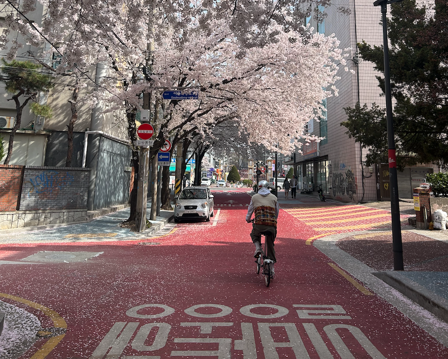 Seoul cerisiers